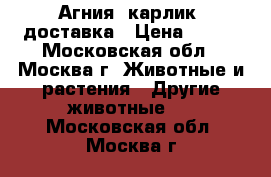 Агния. карлик. доставка › Цена ­ 500 - Московская обл., Москва г. Животные и растения » Другие животные   . Московская обл.,Москва г.